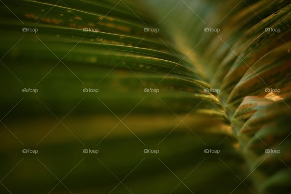 Leaf of palm