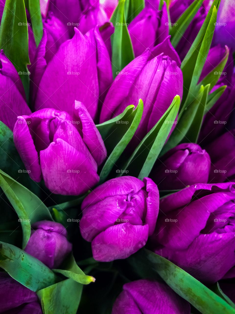 Bouquet of pink tulips with green leaves
