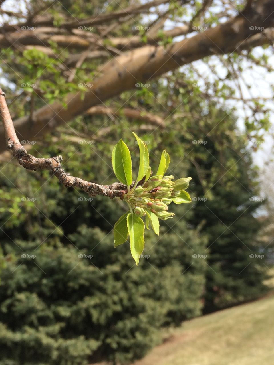 Springtime in the mile high. Tree growing leaves