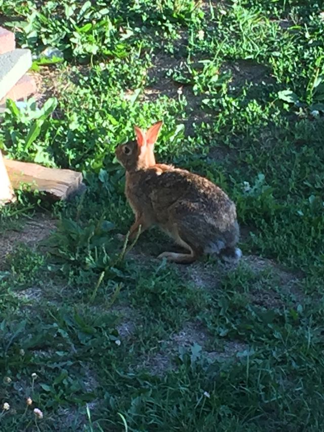 Bunny in the woods
