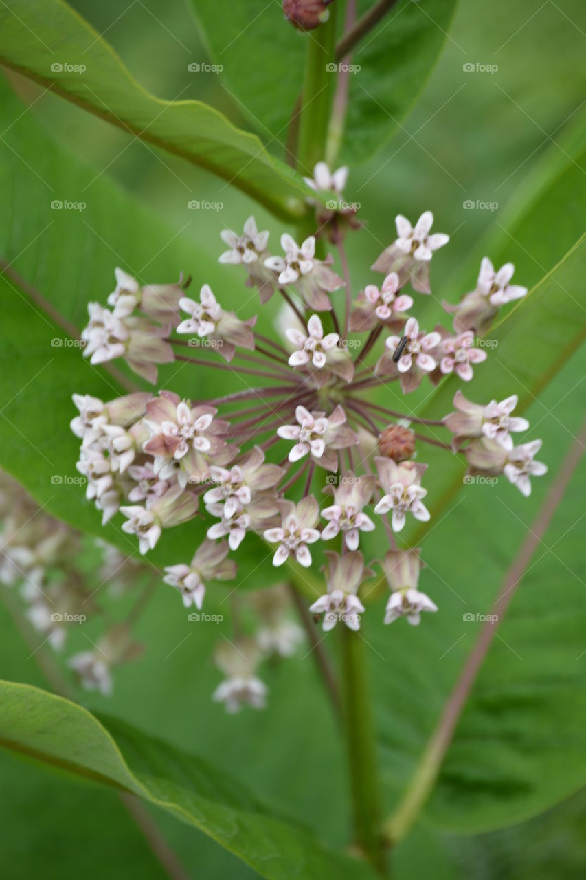 Blossom