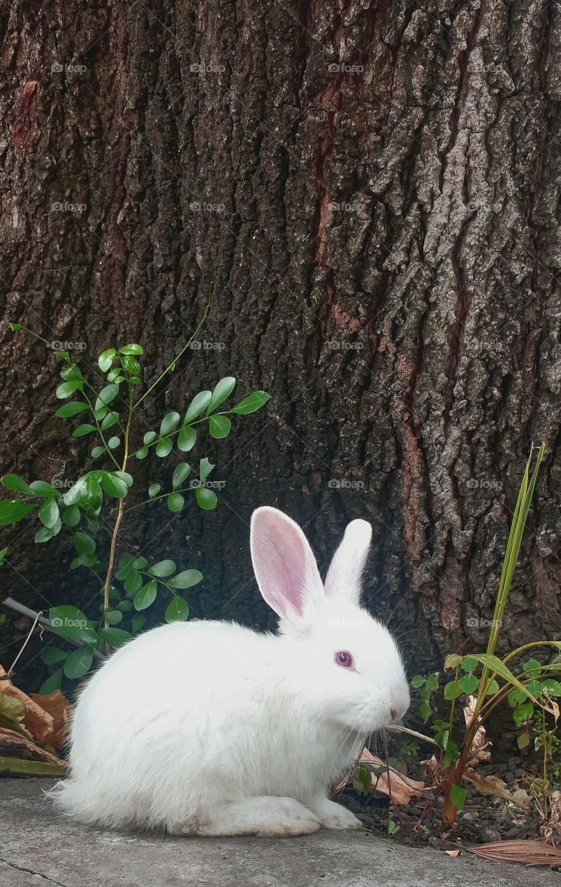 white rabbit, red-eyed, fluffy and delicate