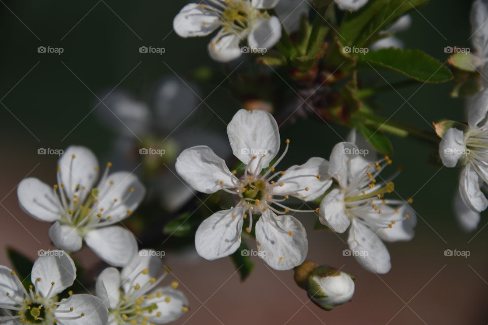 cherry blossoms