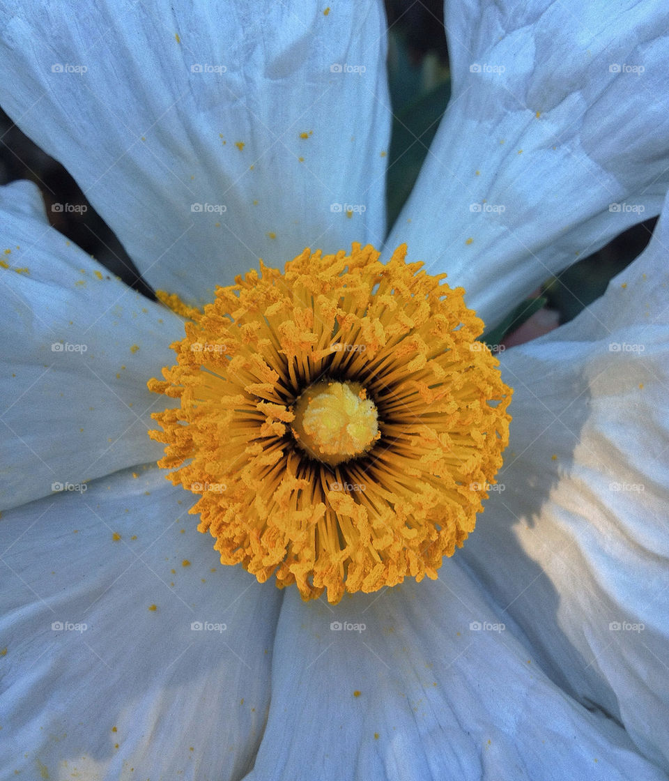 yellow nature flower white by analia