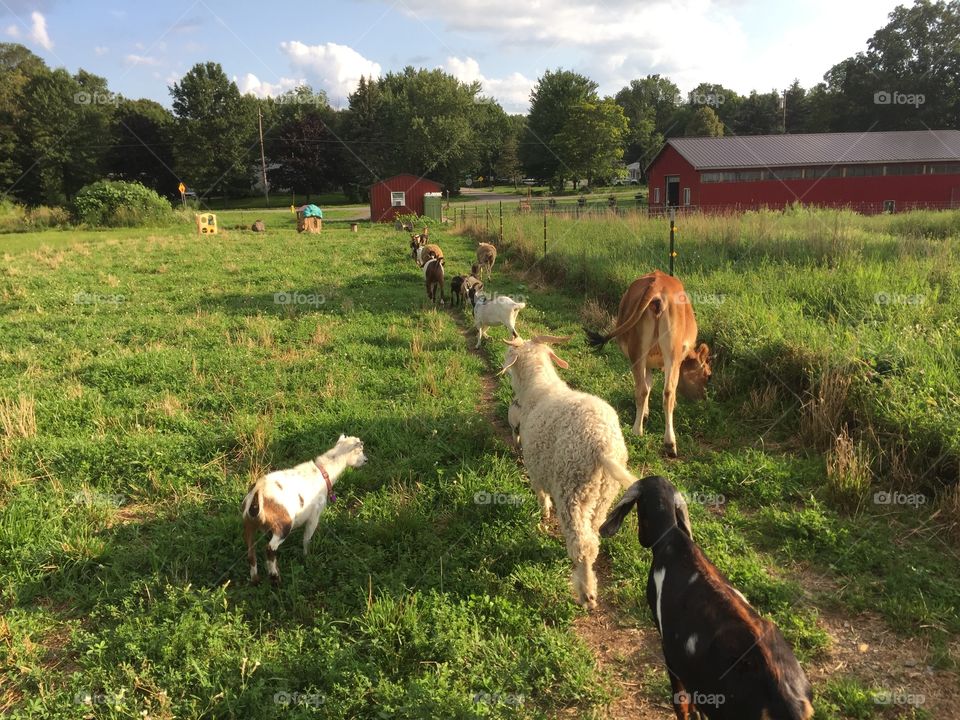 Goats headed to the barn