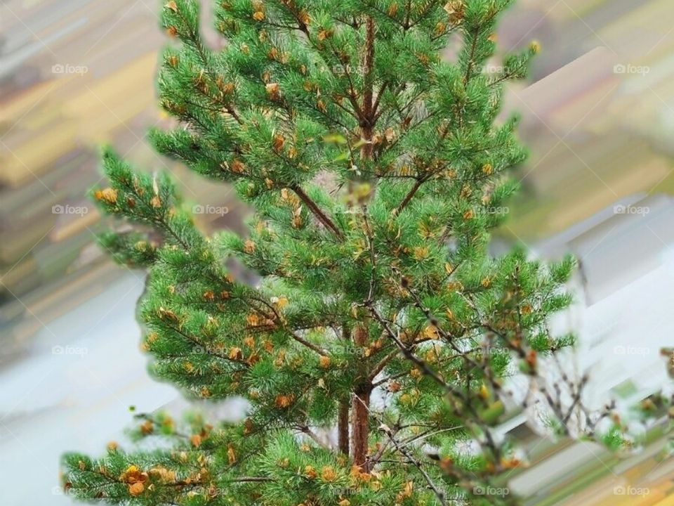 Красоты Сибири