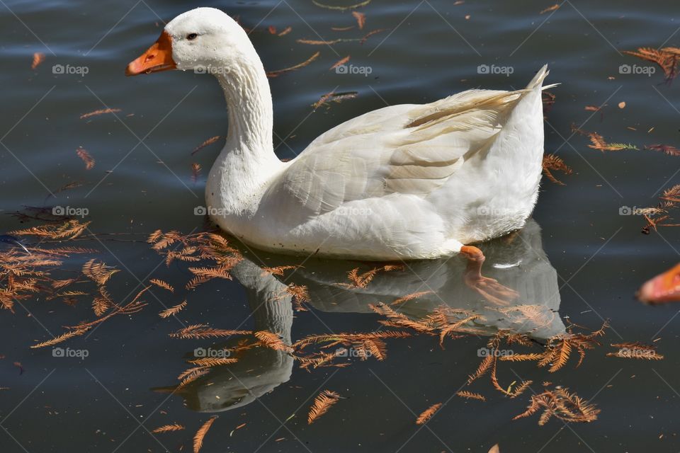 White bird on water, goose, duck with bright orange beak swimming in gray water, scattered winter brown leaves surrounding it, perfect reflection