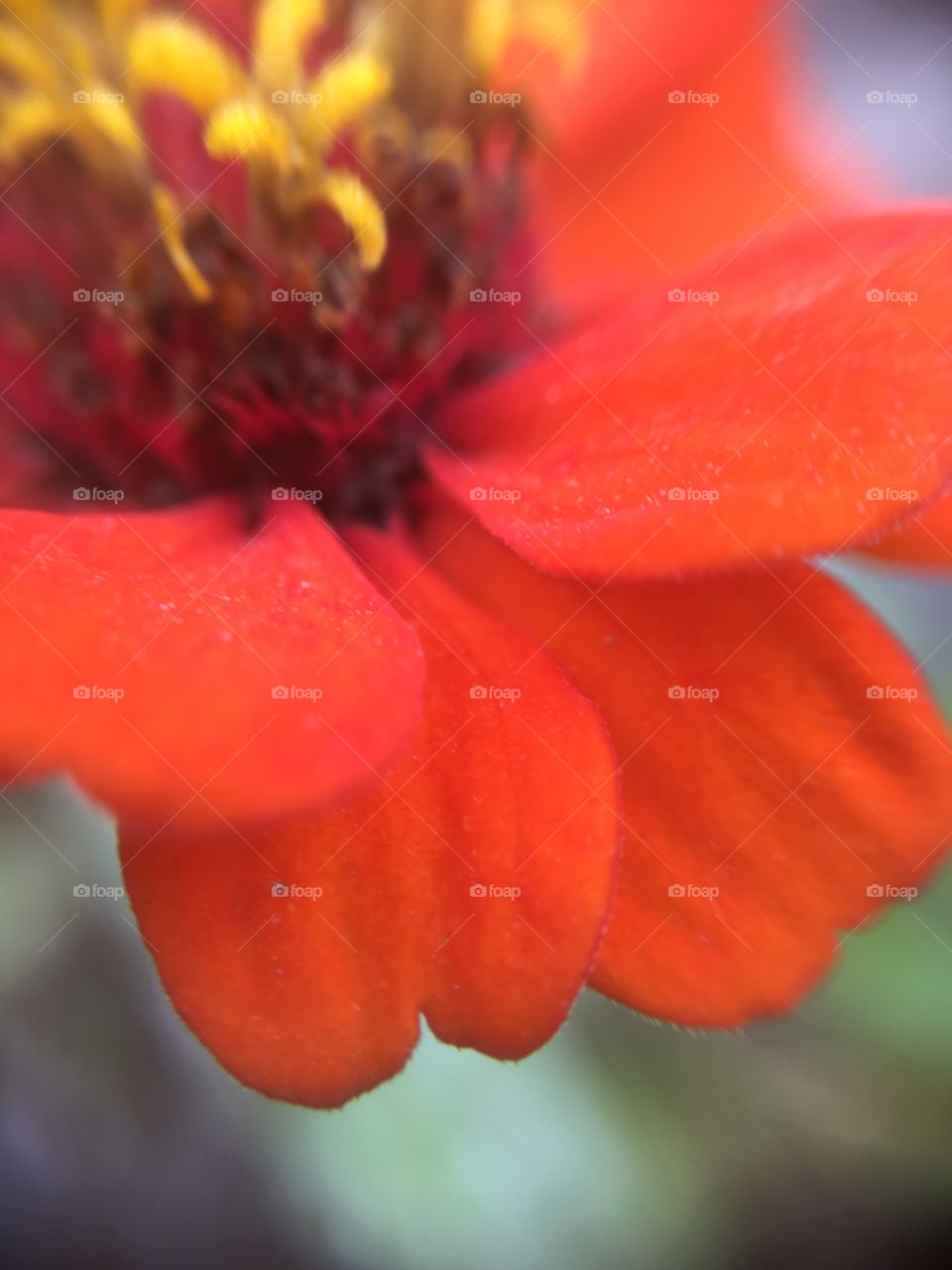 Wet Zinnia 