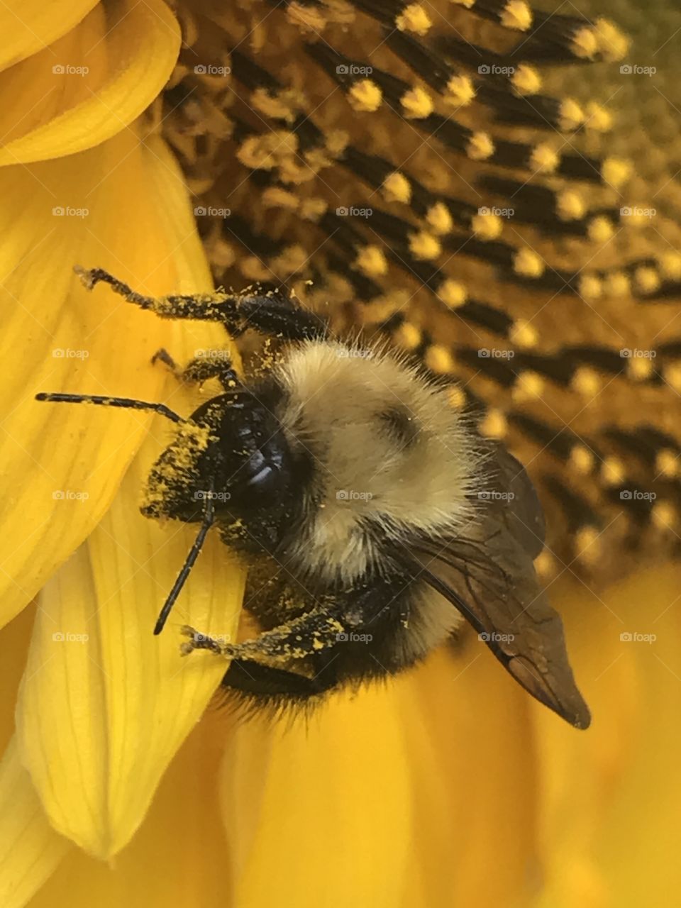 Bee on sunflower