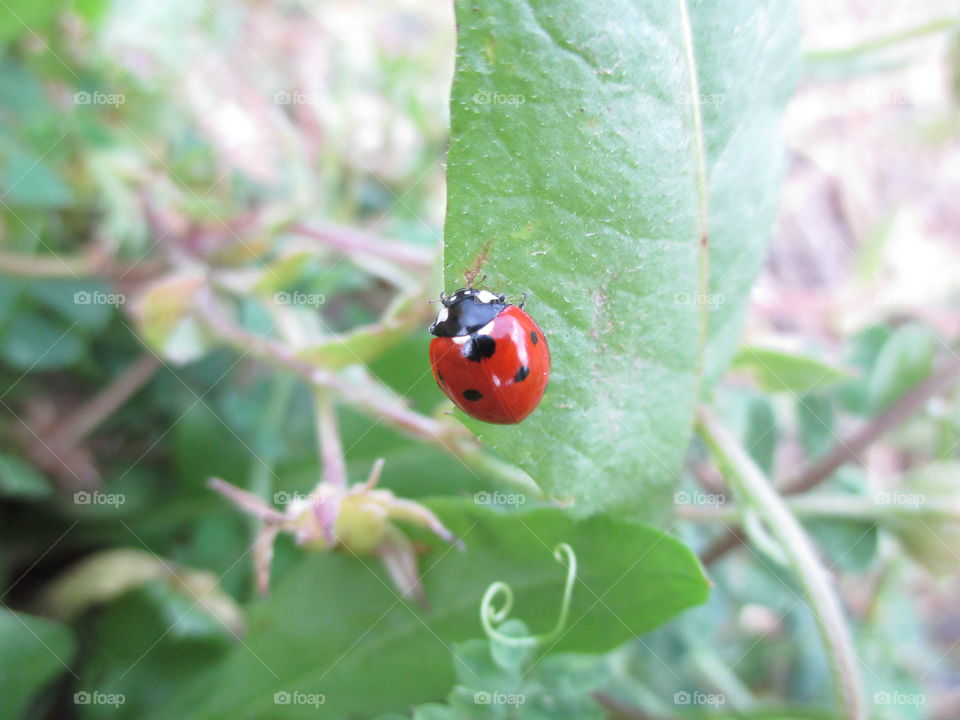 A Red Ladybug Climbing on the Green Leaf