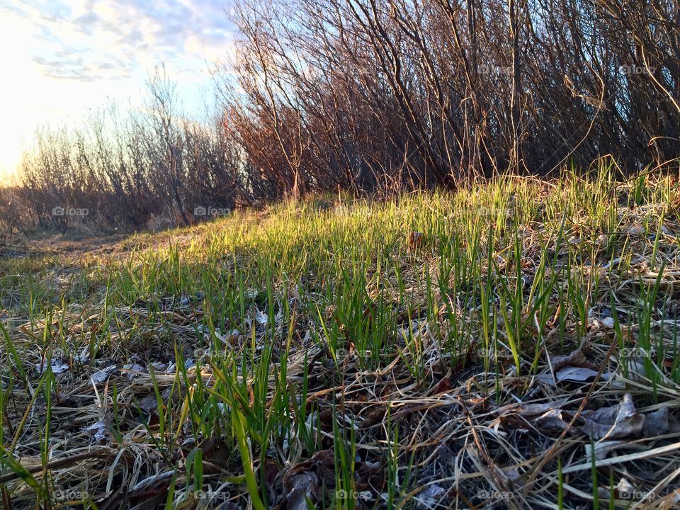The grasses are staring to grow in parts of Alaska.