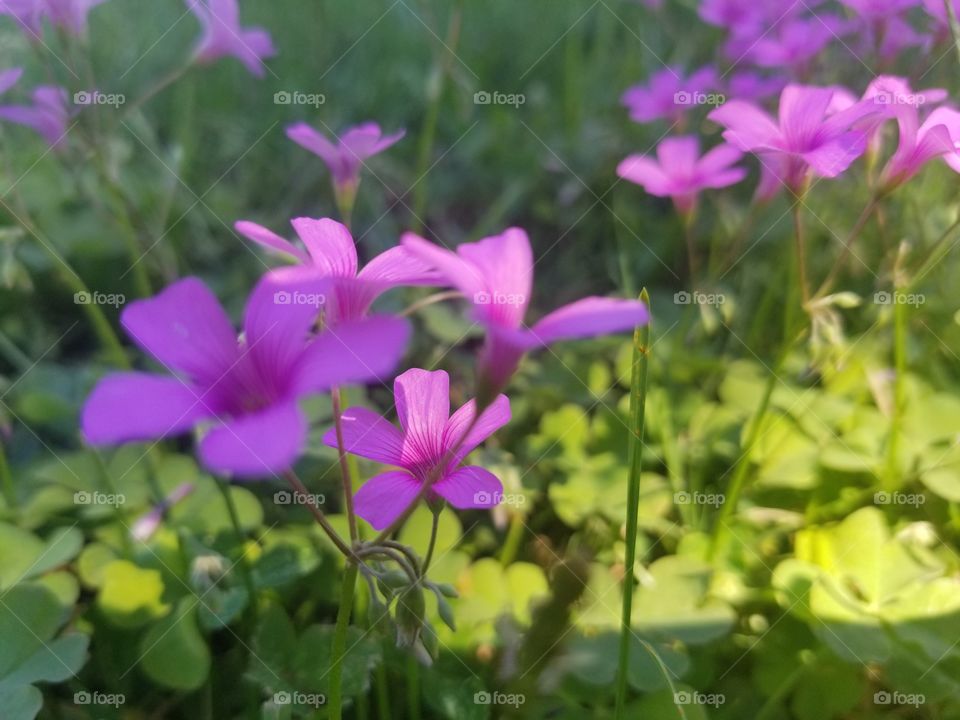 Flower, Nature, Flora, Garden, Summer