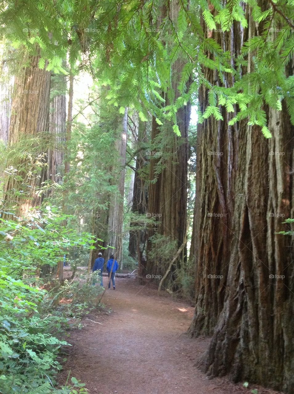 Giant redwoods