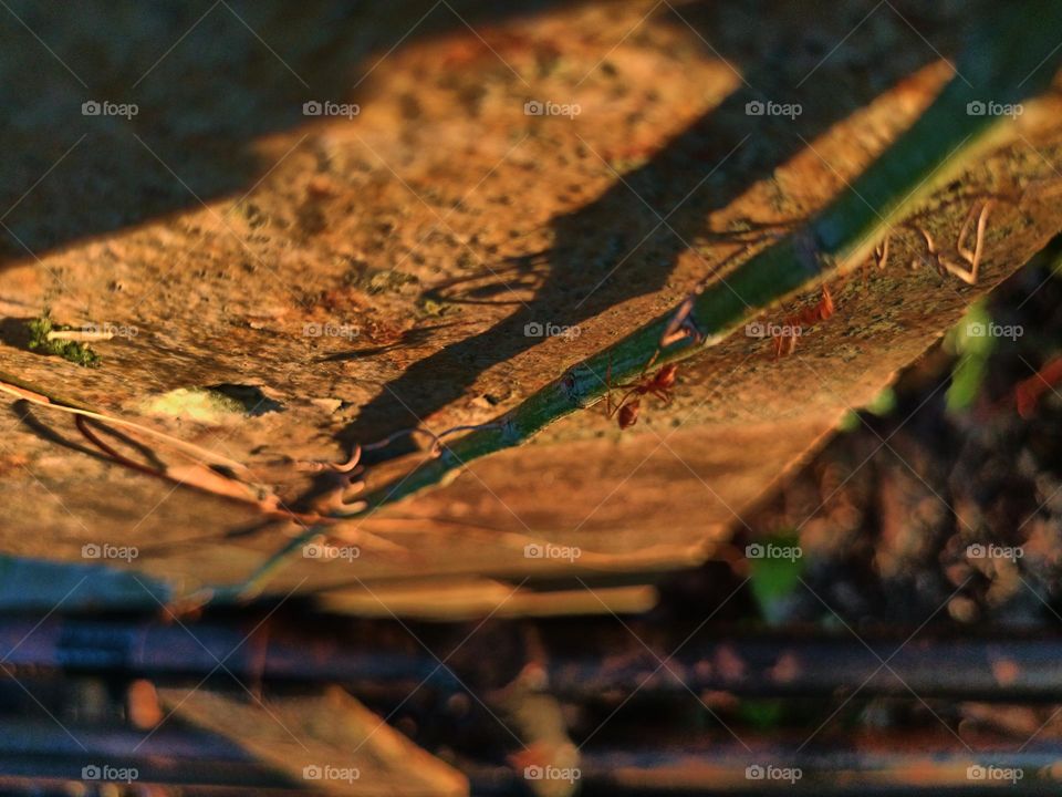 Red ants on the ground in the garden