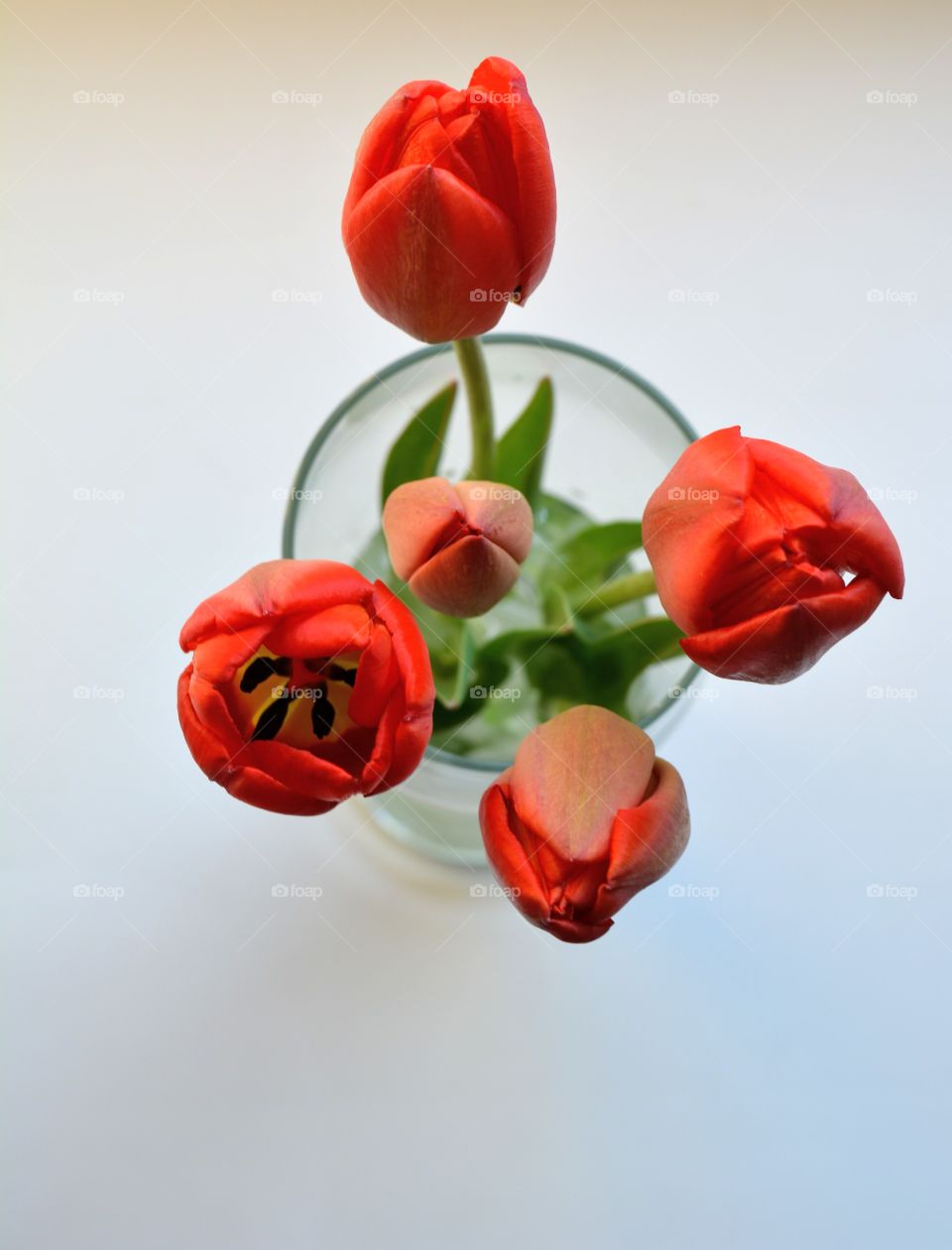 tulips flowers on a white background top view