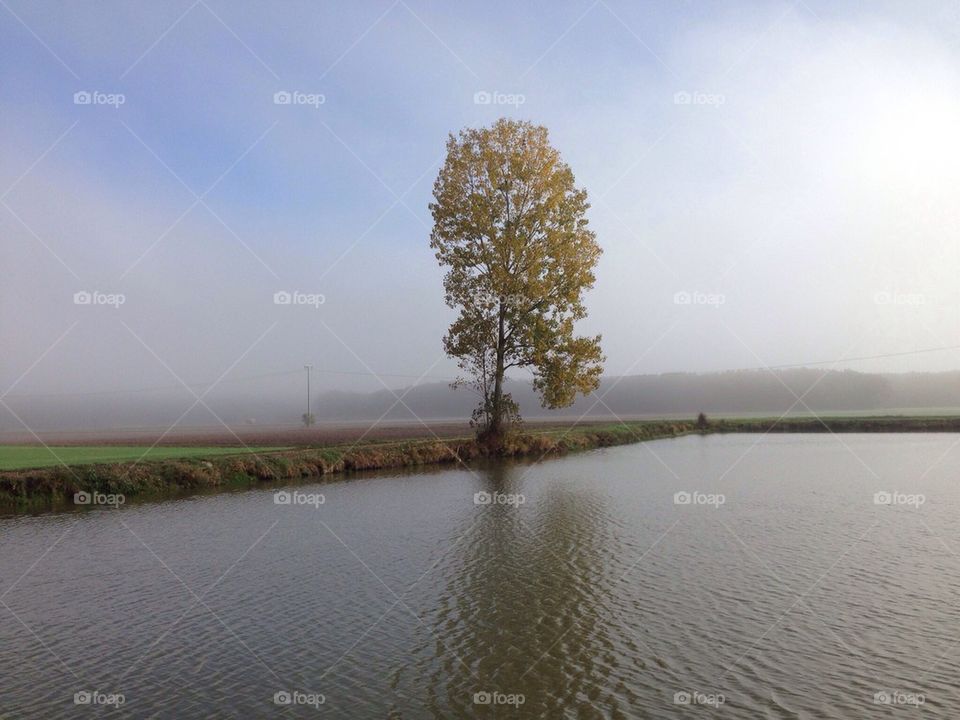 Lonely tree