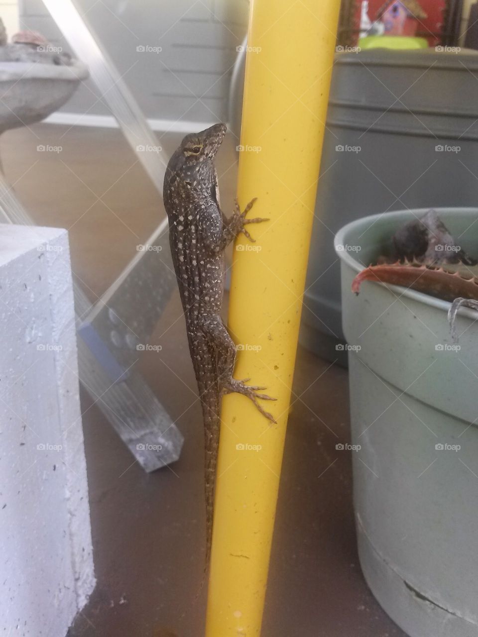 well fed lizard. looking for a mate