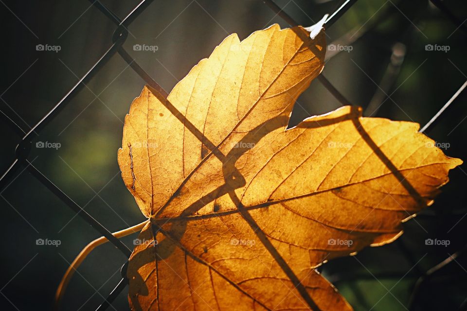 Closeup autumn leaf