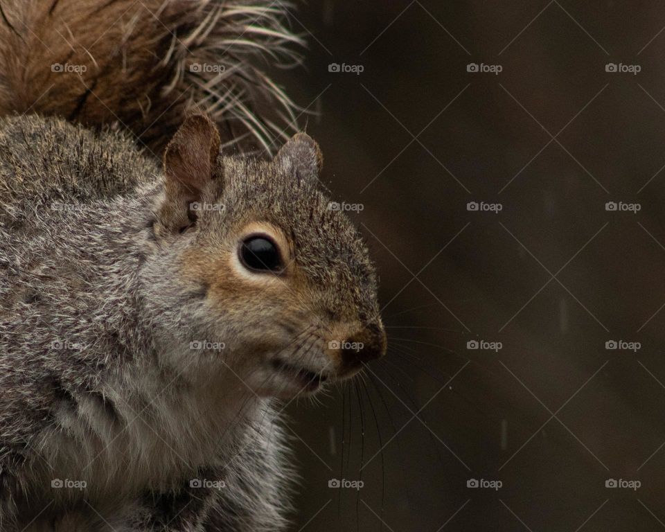 Curious Squirrel weathering the storm 