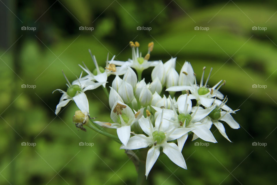 White Garden Flower