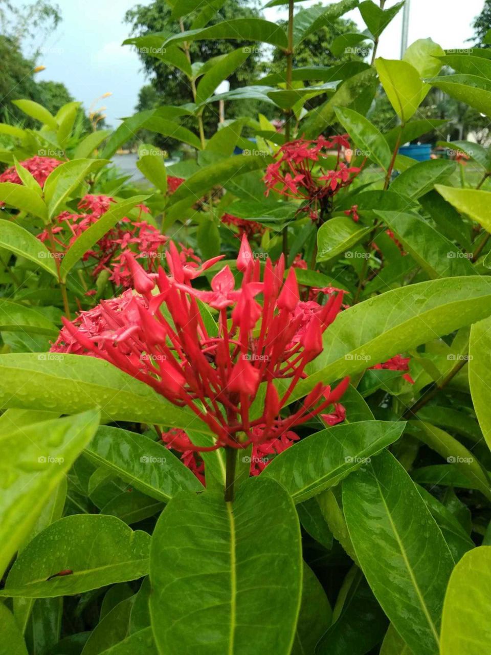 red flower in the garden