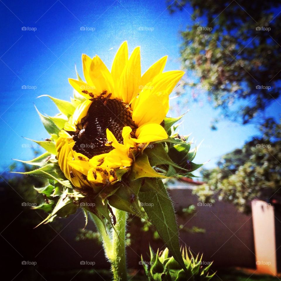 Sunflowers / girassol -🌹 🇺🇸 Very beautiful flowers to brighten our day.  Live nature and its beauty. Did you like the delicate petals? / 🇧🇷 Flores muito bonitas para alegrar nosso dia. Viva a natureza e sua beleza. Gostaram das pétalas delicadas? 