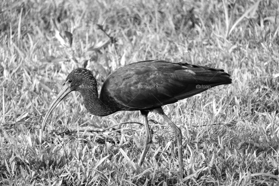 Amazing Bird #Vadodara #Incredible India #Black n white