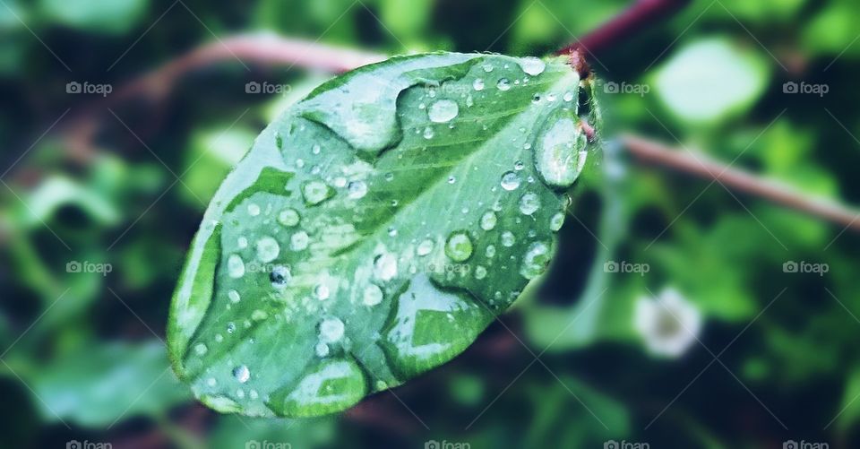 raindrops on my leaf