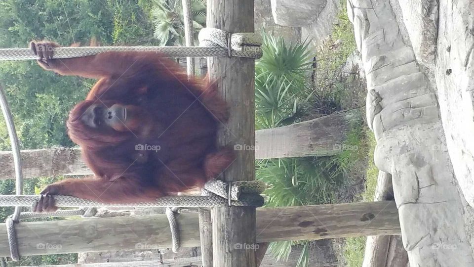Early Summer Orangutan