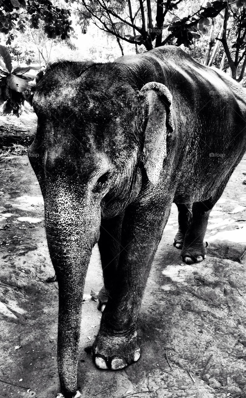baby thai thailand elephant by indesignguru