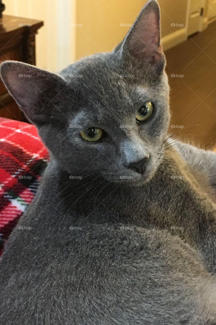 Young Russian Blue cat. 