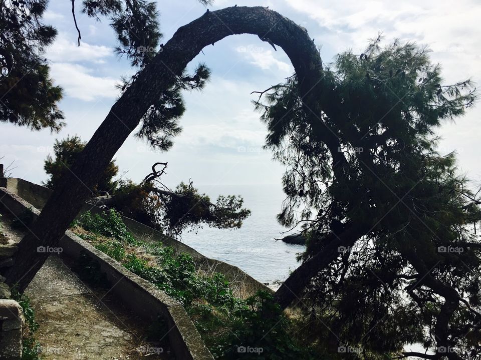 Natural tree passage