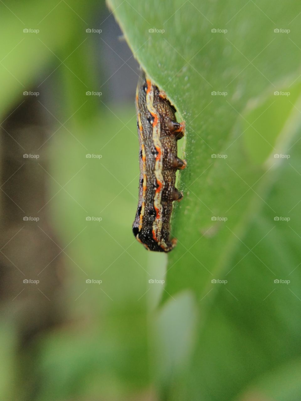 Caterpillar on leaf