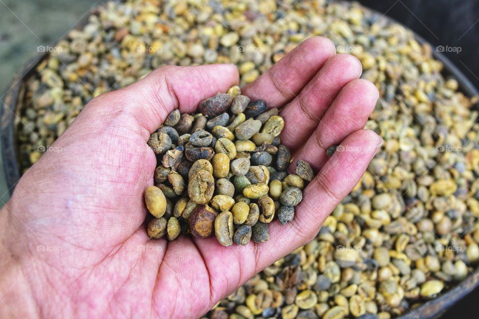 Close-up handle Raw coffee bean