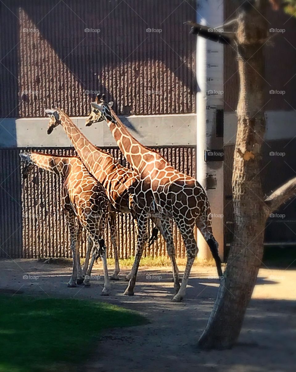 Giraffes 