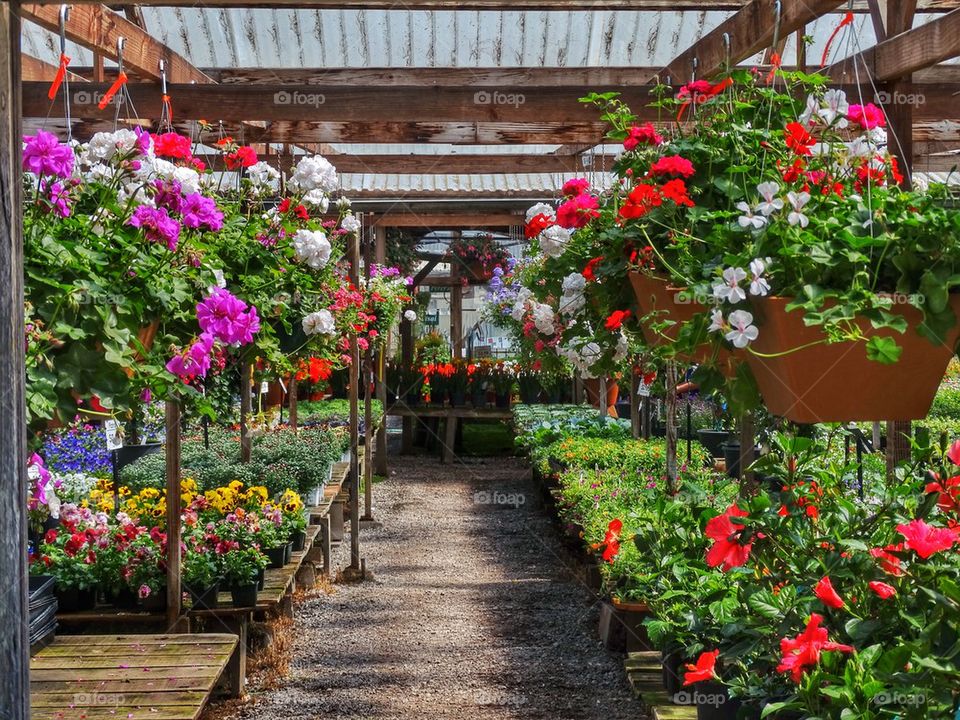 Bright Flowers In A Nursery