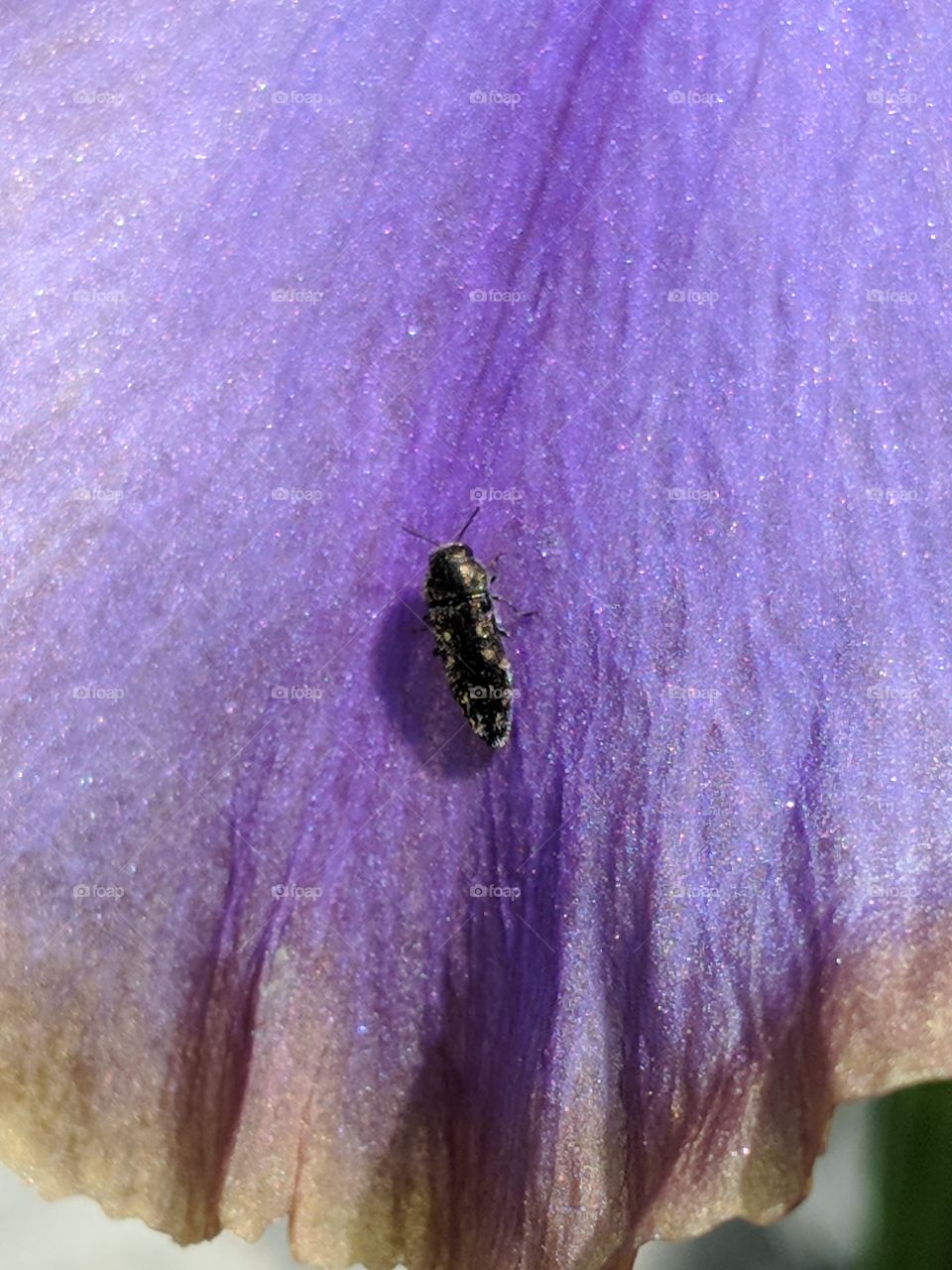 small black beetle on a beautiful iris