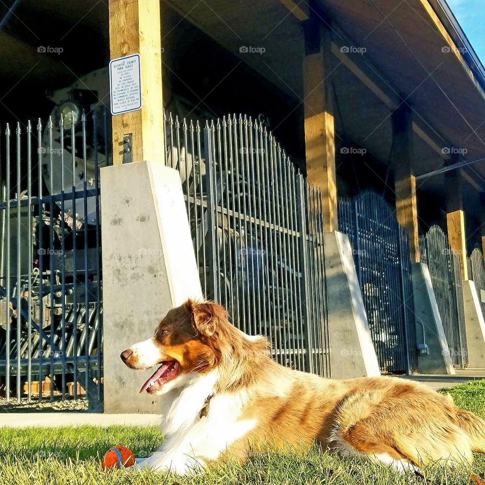 Dog at old train park
