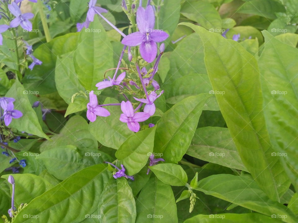 violet flower among green leaves.