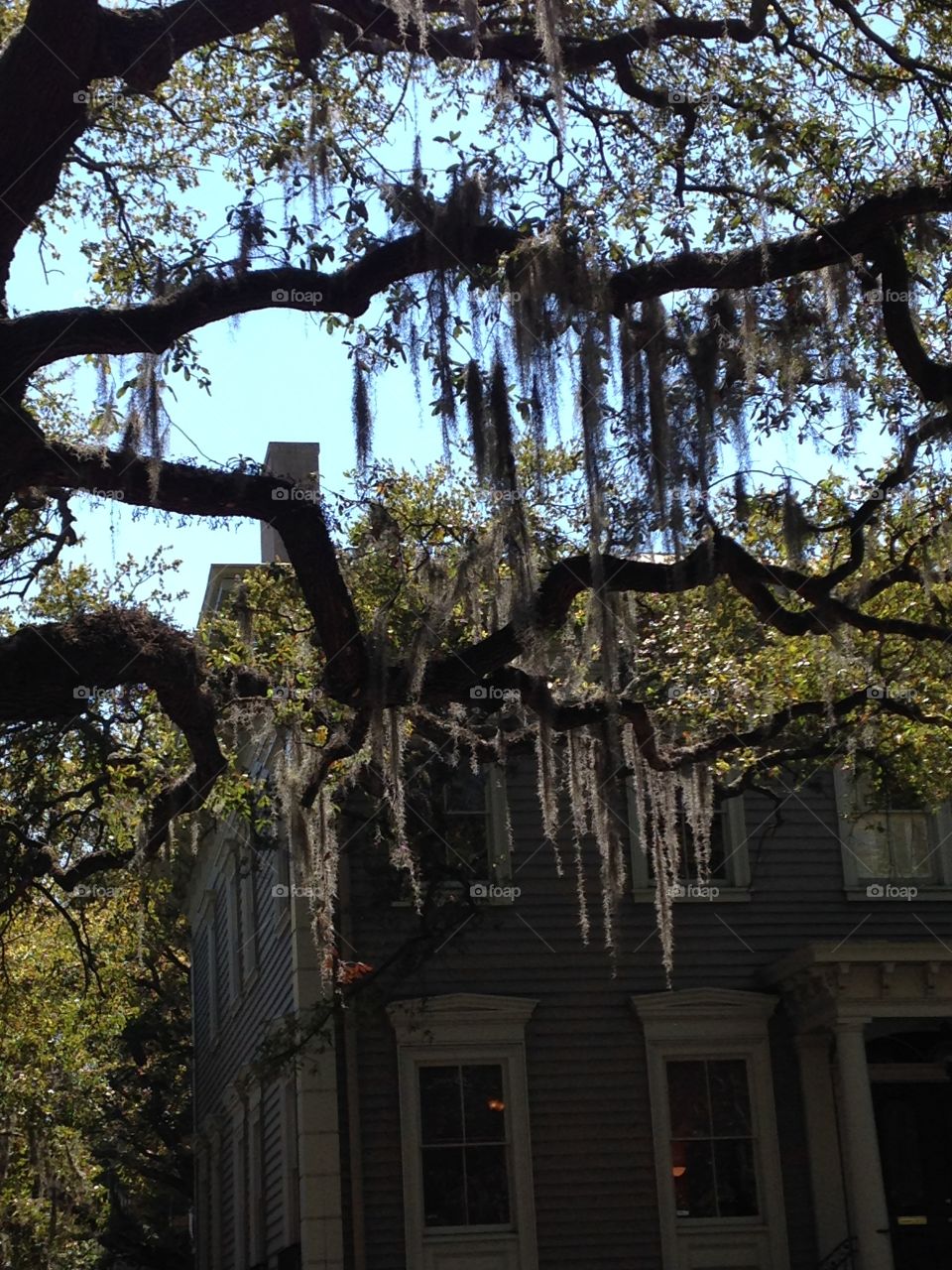 Spanish moss drowning the old oak