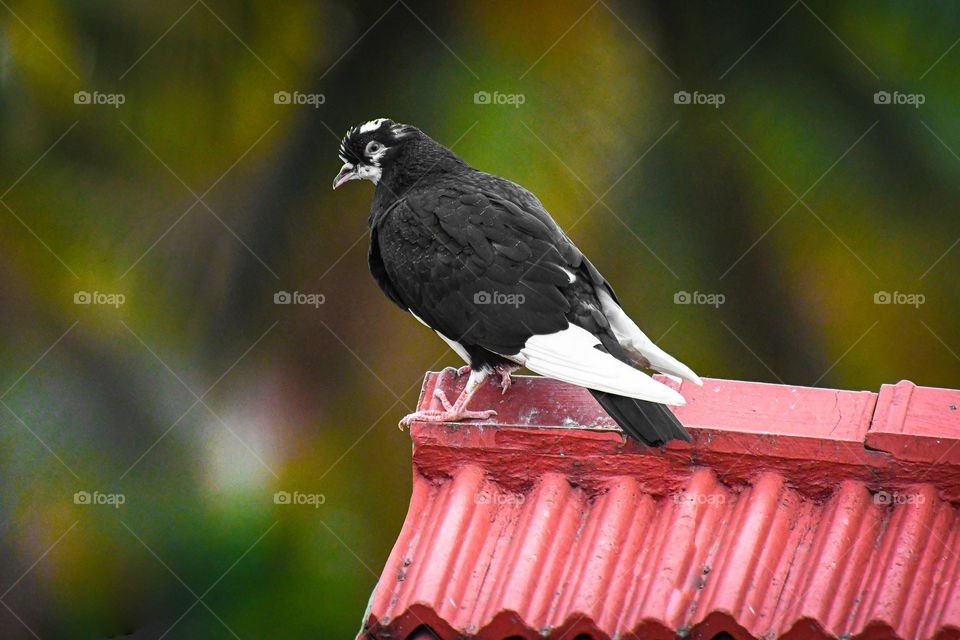 A different coloured peigon