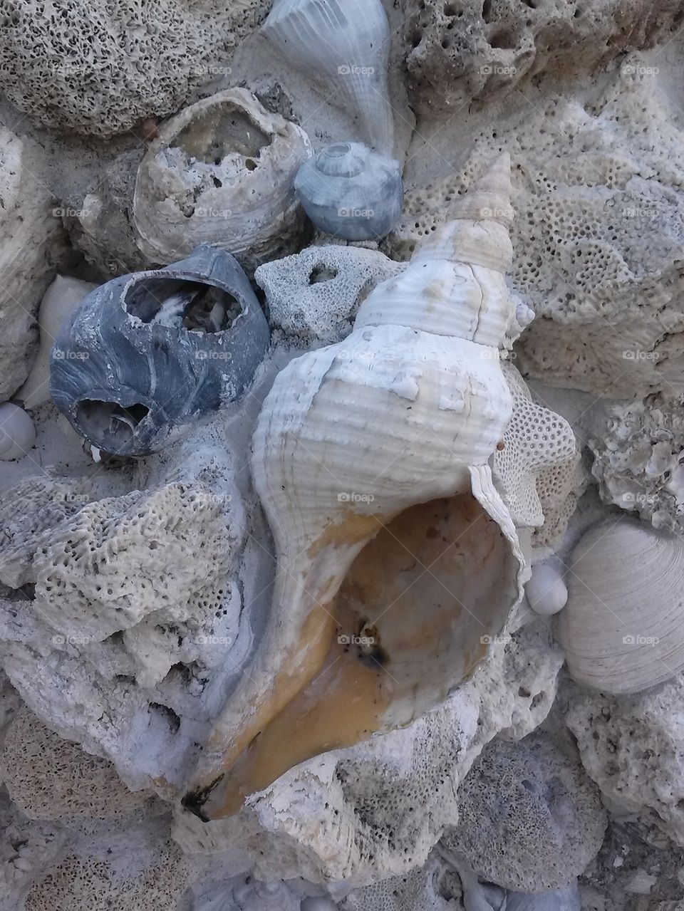 wall of shells