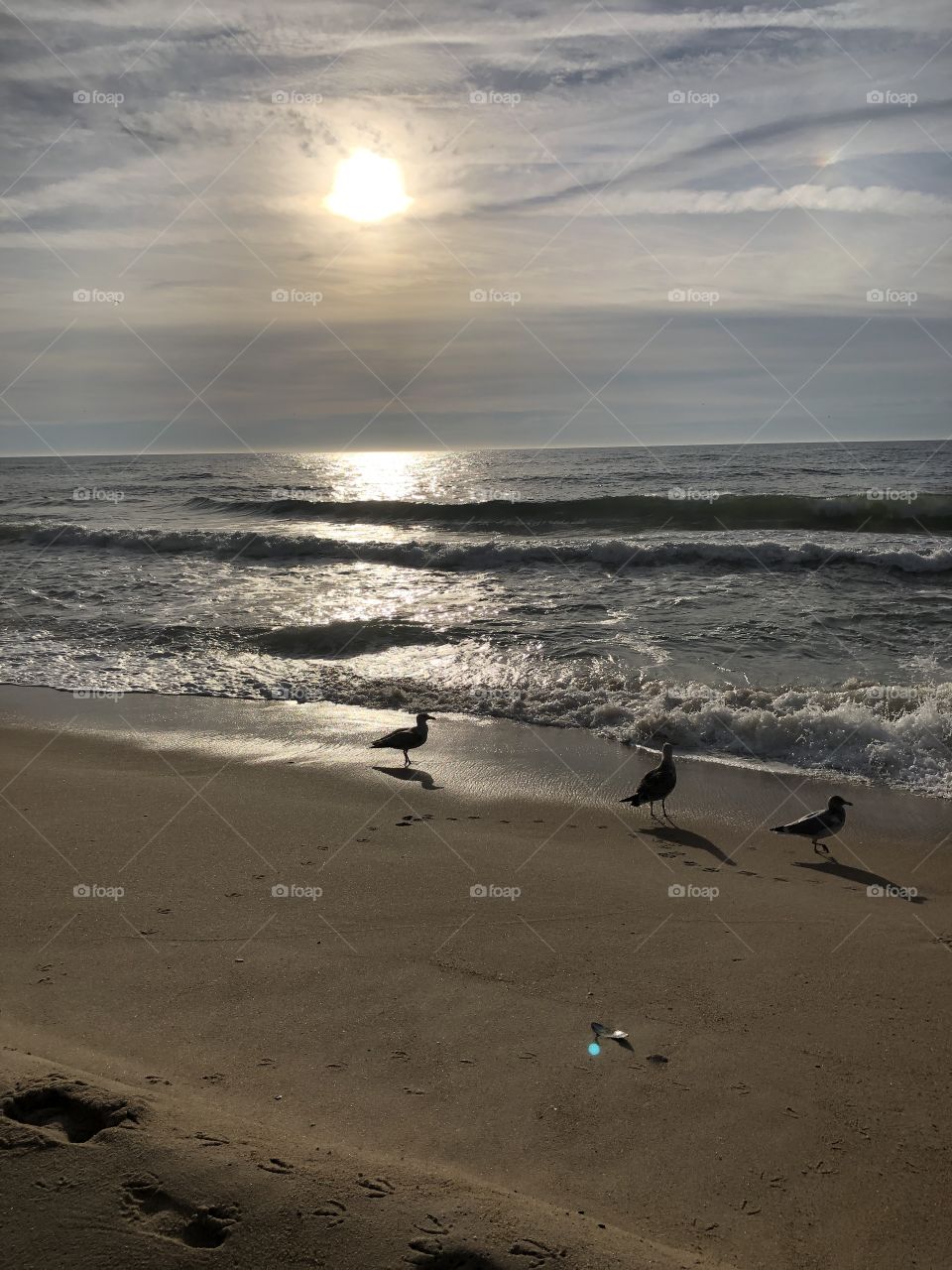 Seagulls shadows on the beach