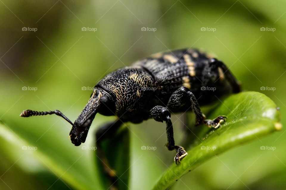 Close-up of weevil on leaf