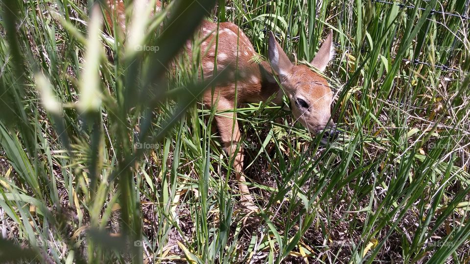Fawn looking for mama