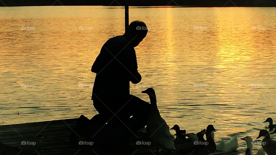 man silhoette feeding ducks and geese on the pier in the sunset