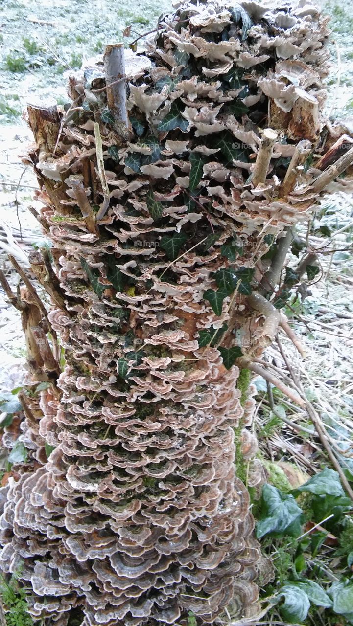 Wild Oyster Mushrooms