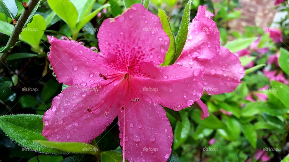 Beautiful blossoming Azalea Flowers covered in rain droplets.