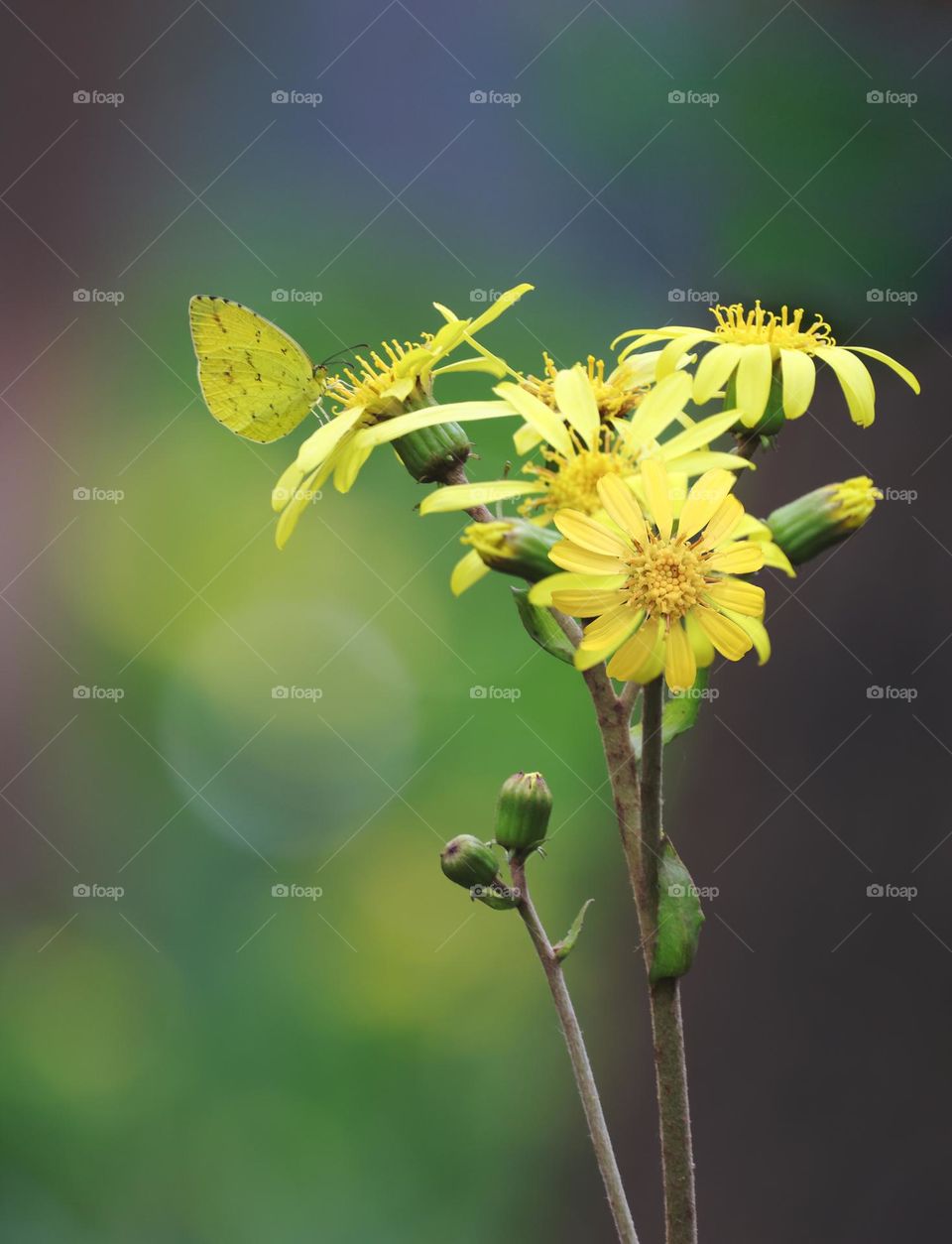 黄蝴蝶与黄花