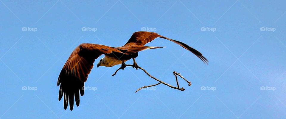 Bird, Wildlife, No Person, Raptor, Flight